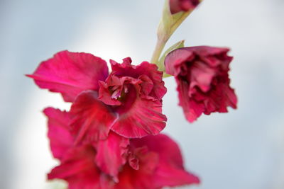 Close-up of pink rose flower