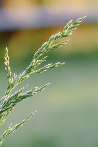 Close-up of stalks in field