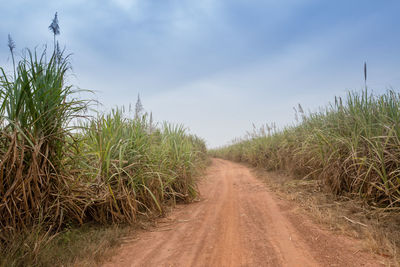 Road passing through field