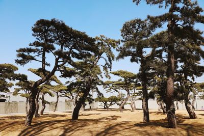 Trees on field against sky