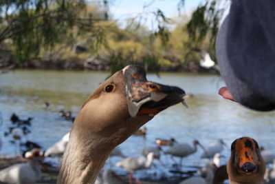 Close-up of duck in lake