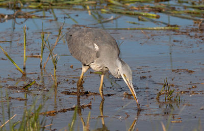 View of a bird on lake