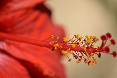 Close-up of insect on red flower