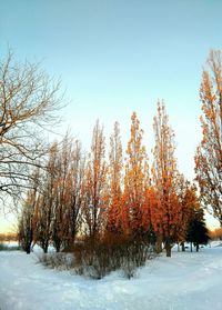 Close-up of trees against sky during winter