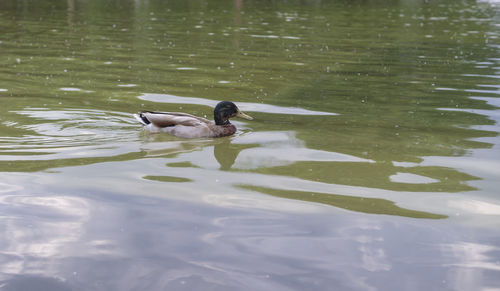 Swans swimming in lake