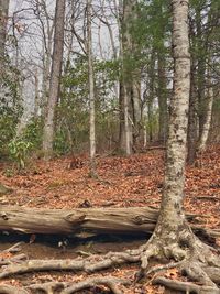 Trees in forest during autumn