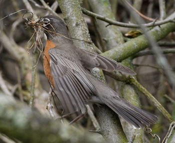 Close-up of bird perching on branch