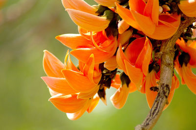 Close-up of insect on orange flowering plant