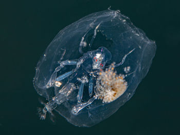 Close-up of jellyfish in sea