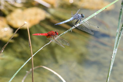 Close-up of a blue and red dragonfly sitting together on a blade of grass near a pond 