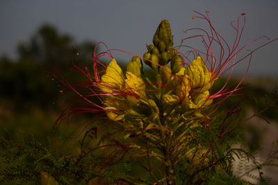 Close-up of yellow cactus plant