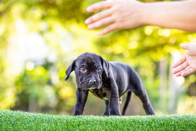 Midsection of person with dog