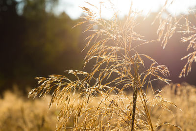 Close-up of stalks in field against sky at sunset