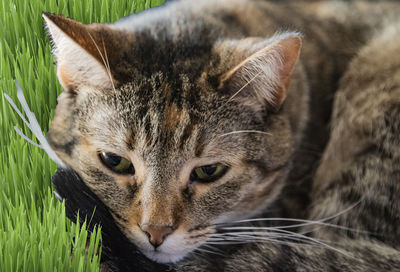 Close-up portrait of a cat