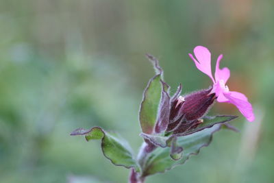 Close-up of pink flower