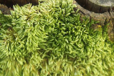 Close-up of fresh green plants