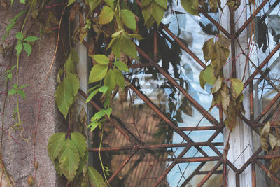 Close-up of ivy growing on tree