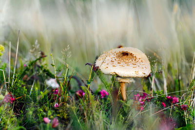 Mushroom on wildflower meadow