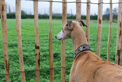 Close-up of dog looking through fence on field