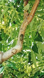 Close-up of insect on tree