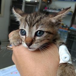 Close-up of hand holding cat at home