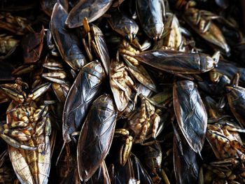 Full frame shot of dead fish for sale