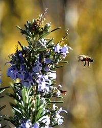 Close-up of bee pollinating flower