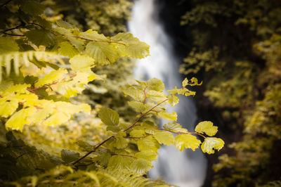 Close-up of yellow flowering plant
