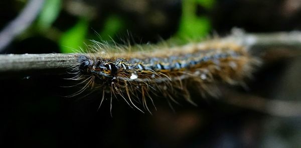 Close-up of plant against blurred background