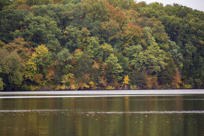 Scenic view of lake in forest