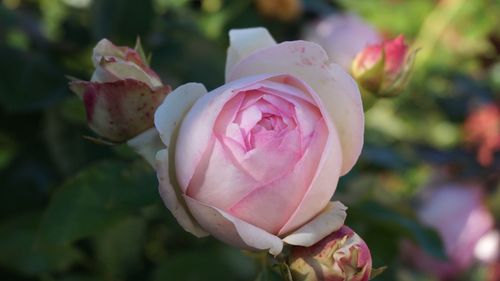 Close-up of pink rose blooming outdoors