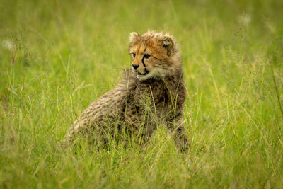 Portrait of cat in grass