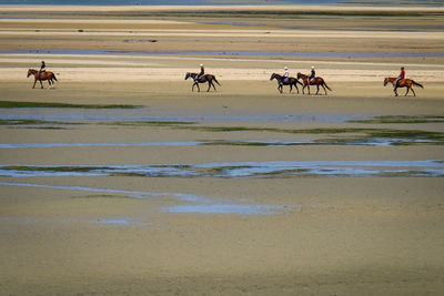 Horses in water