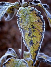 Close-up of plant against blurred background