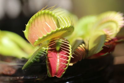 Close-up of succulent plant