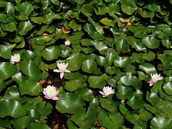 Close-up of water lily in lake