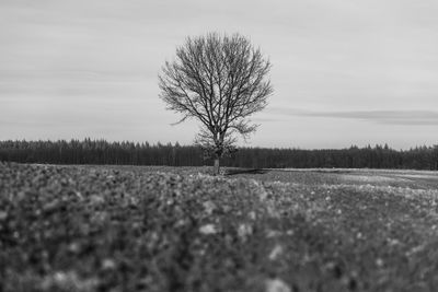 Bare tree on field against sky