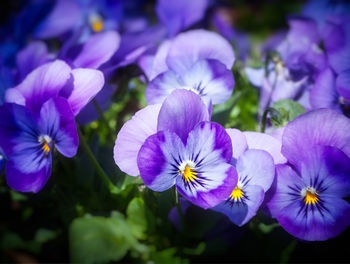 Close-up of purple flowering plants