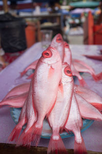 Close-up of fish in market