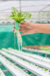 Midsection of person holding leaf