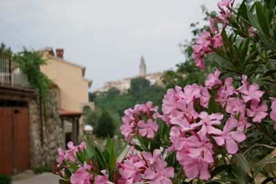 Close-up of pink flowering plant against building