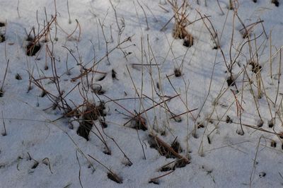 High angle view of dry plants on snow covered land