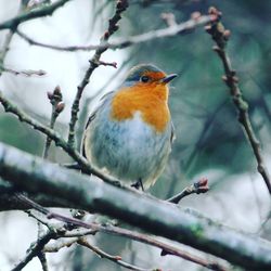 Low angle view of robin perching on branch