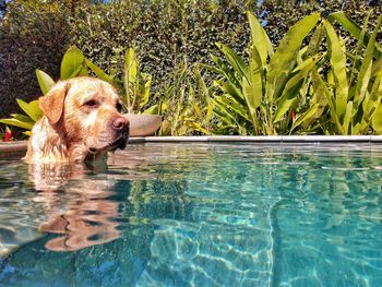 Portrait of dog in swimming pool