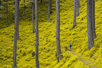 High angle view of man walking in forest