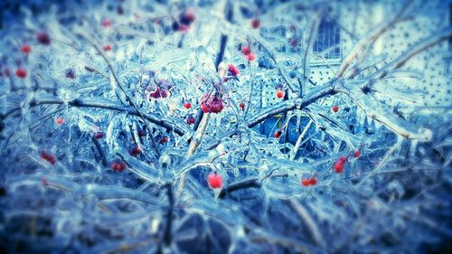 Close-up of red berries