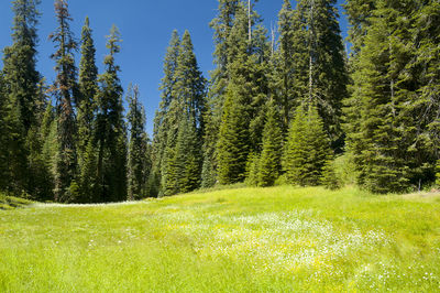 Pine trees in forest