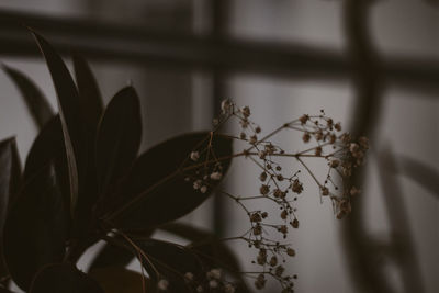 Close-up of potted plant