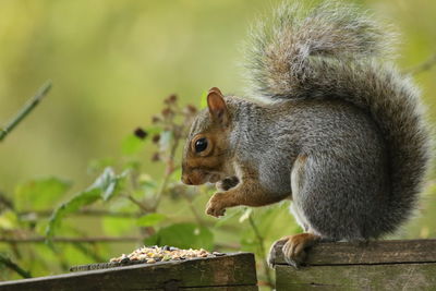 Close-up of squirrel