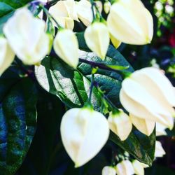 Close-up of flower blooming outdoors